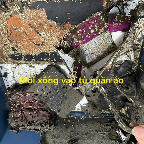 mối xông tủ quần áo